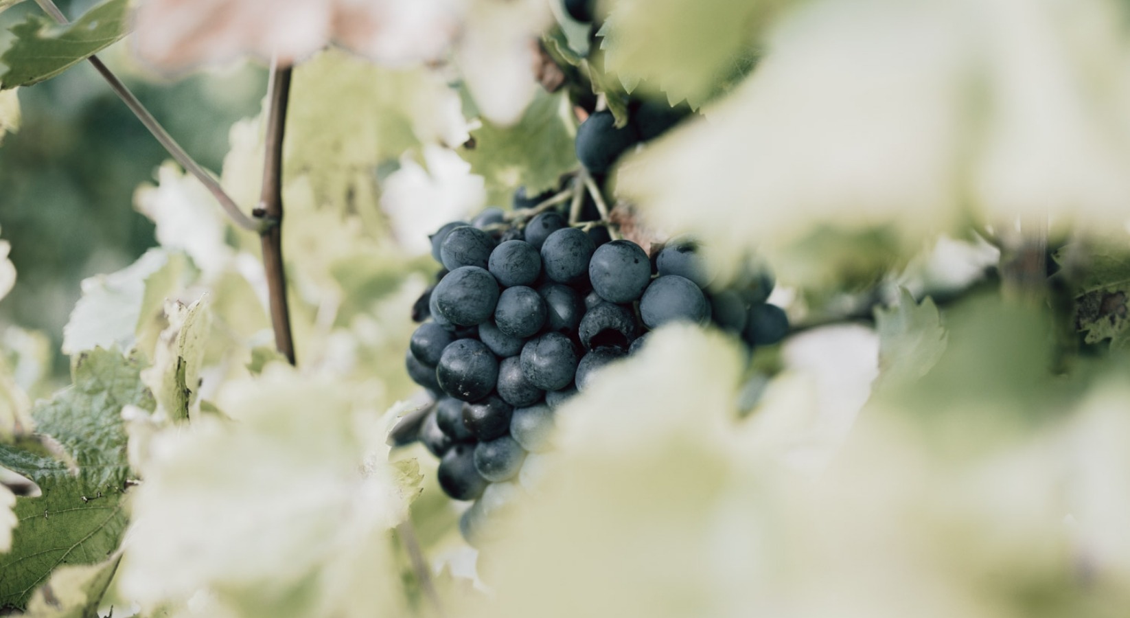 matej-pribanic-gTRI_-4